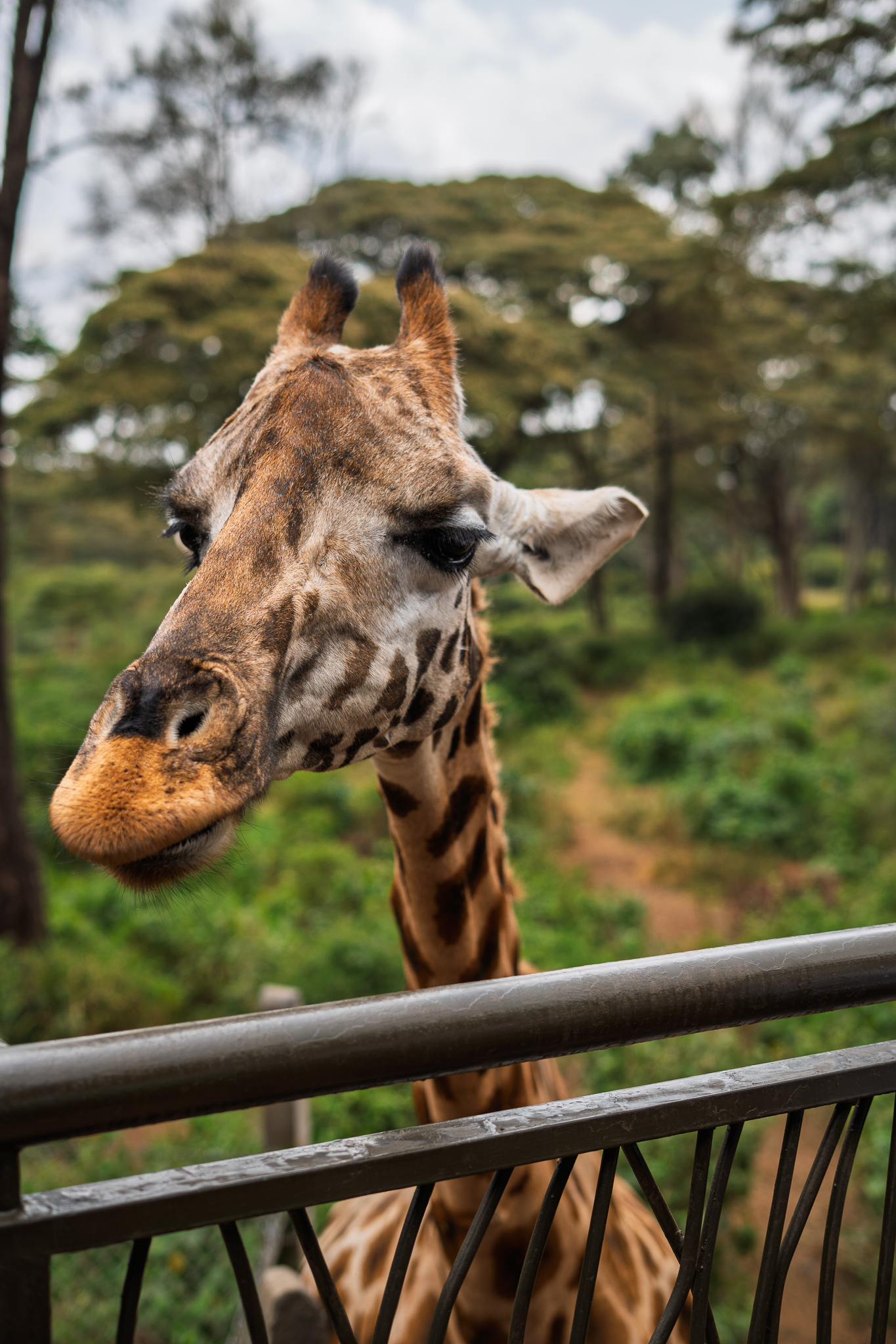 giraffe-close-up.jpg