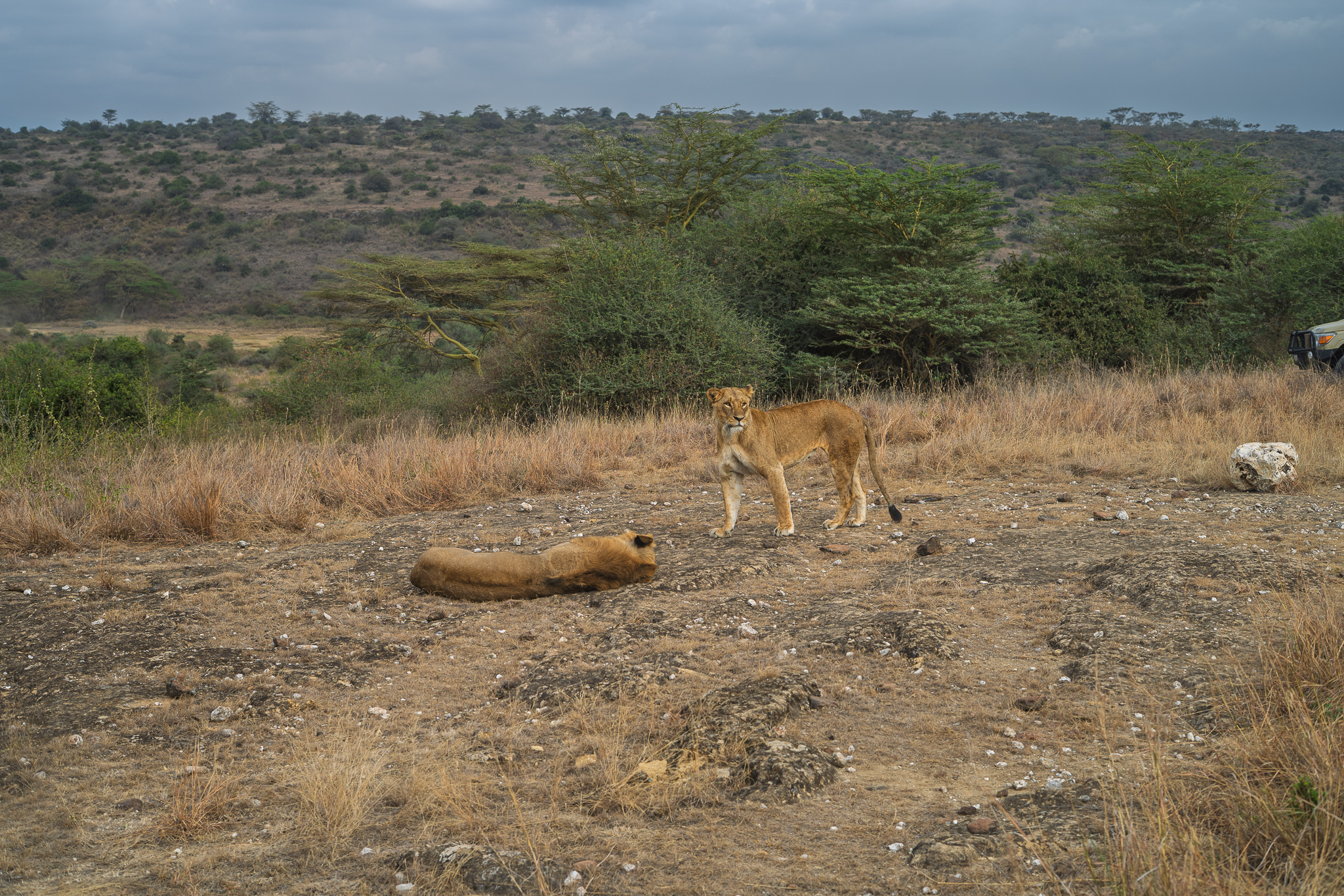 lions.jpg