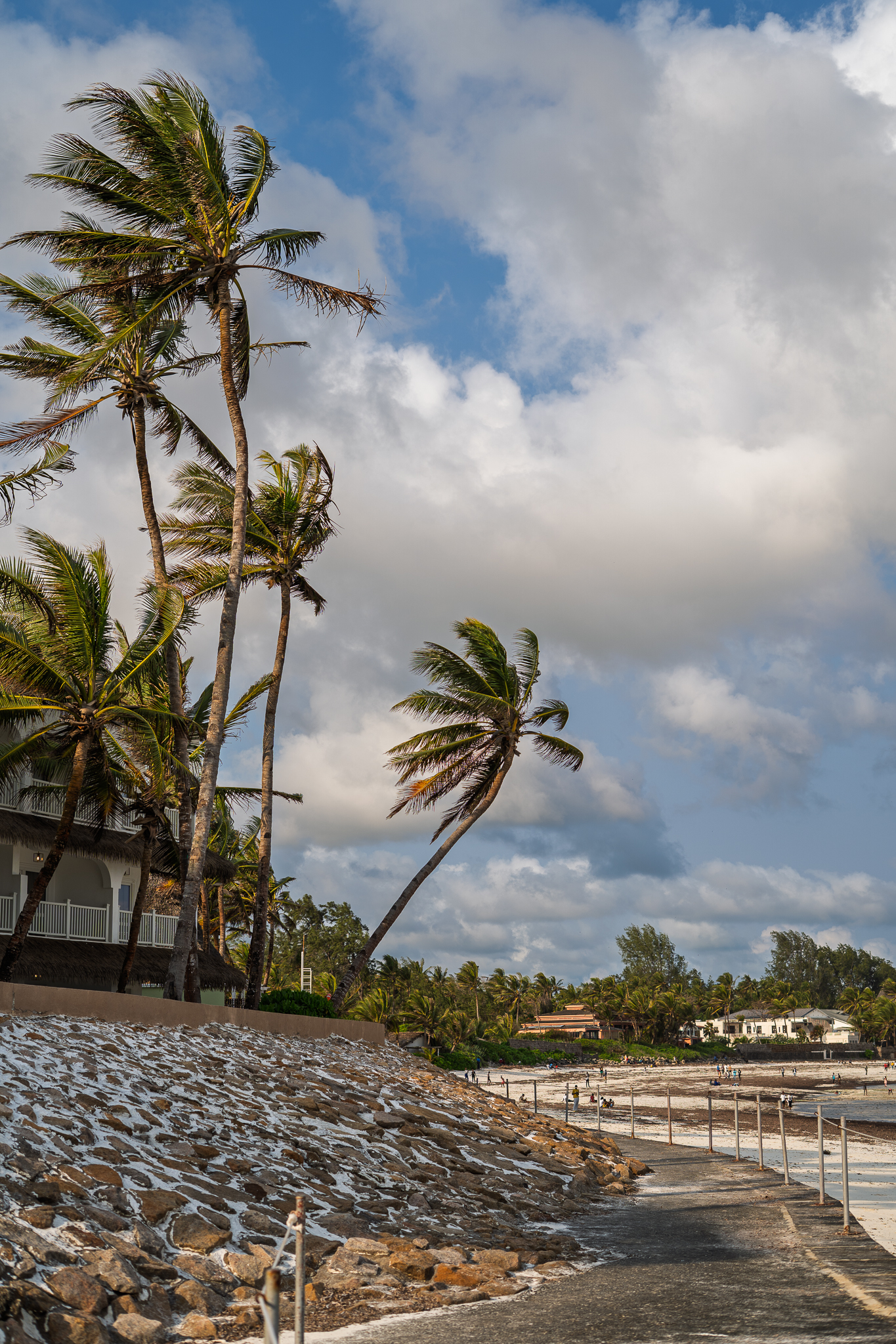 palm-trees.jpg
