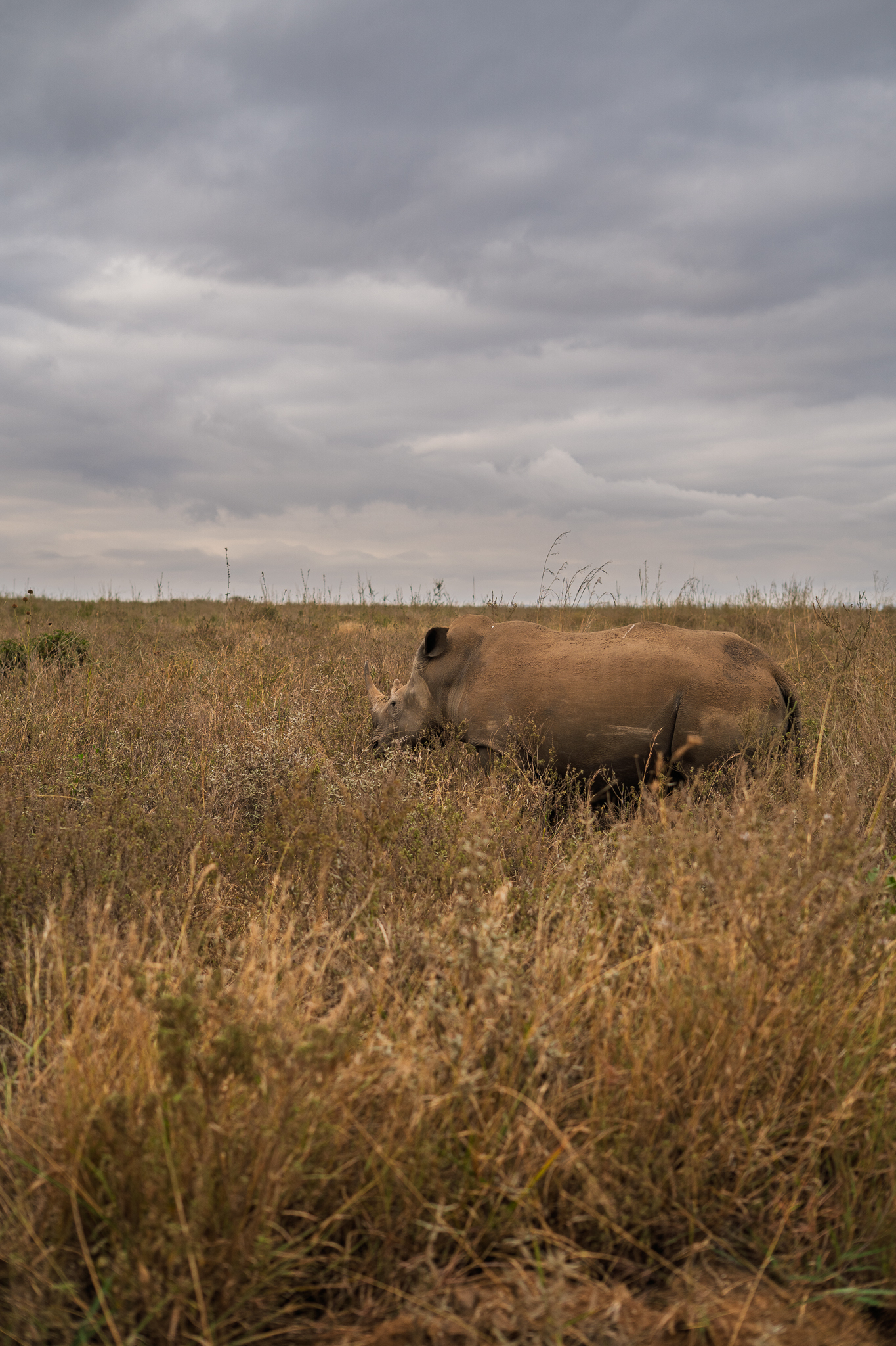 Rhino guy