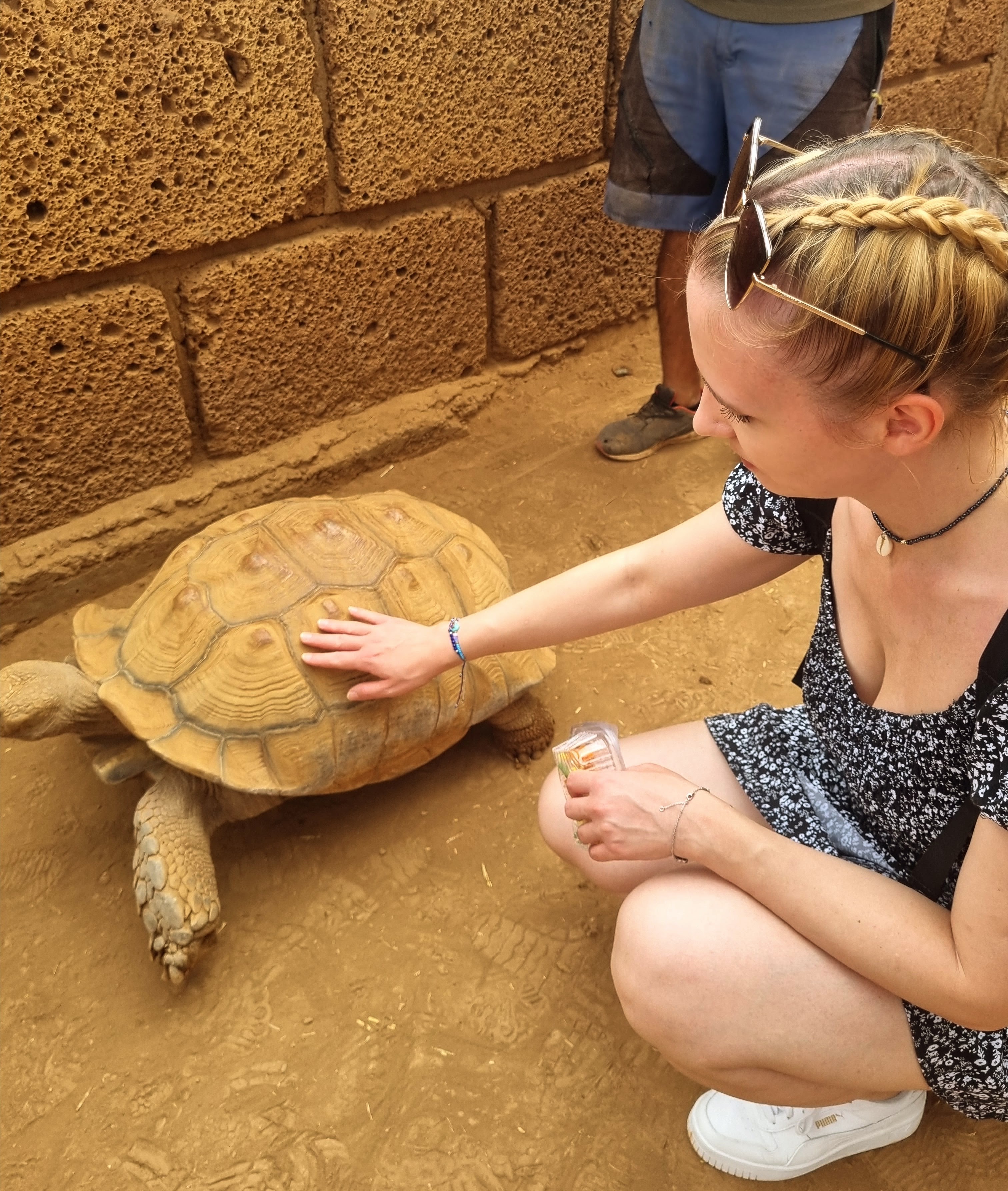 turtle.jpg
