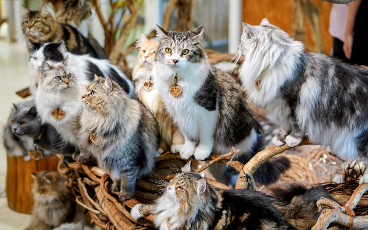 cats.JPG